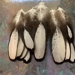 White Laced Black Natural Hen Saddle Feathers Craft Supplies