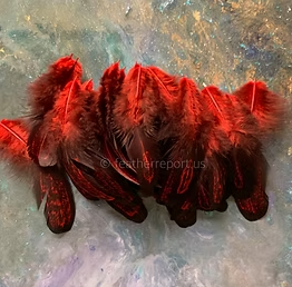 50 speckled red hen feathers laced Craft supplies bulk short