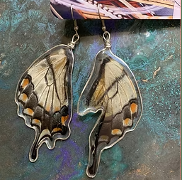 Real butterfly wing earrings silver swallowtail hand collected wings natural