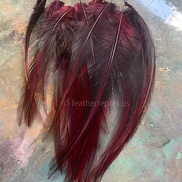 Reddish Laced Rooster Cape Feathers Size 4-6inch x 26