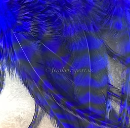 Blue Grizzly Rooster Feathers Dyed Brilliant Blue